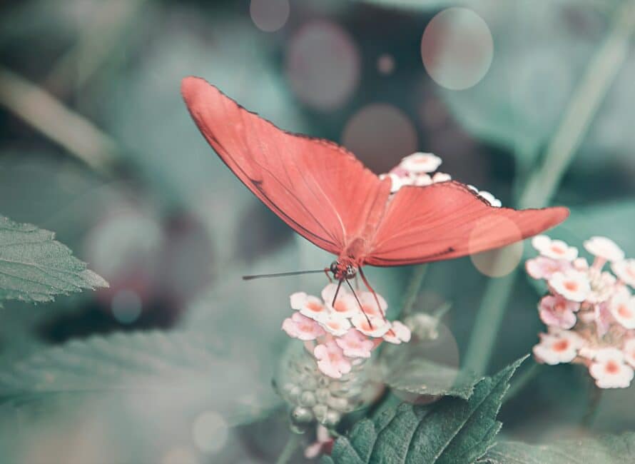 Dina Serguste psychothérapeute Montpellier